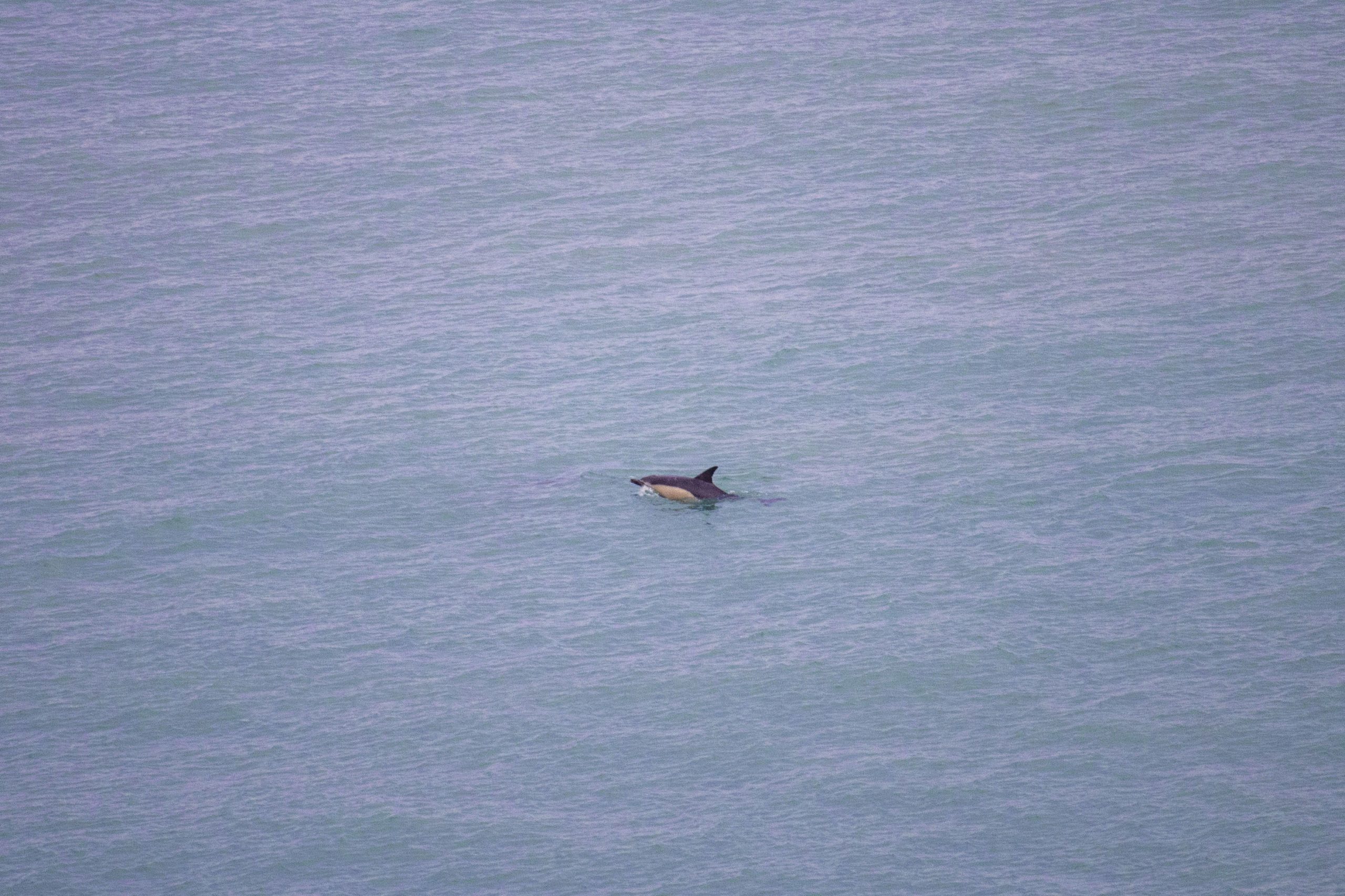 dolphin2-scaled-1.jpg